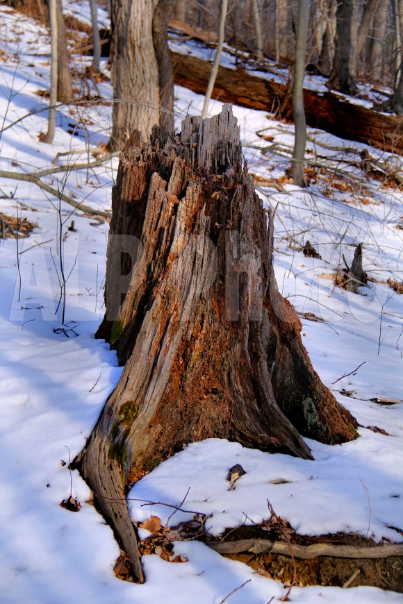 stump 2 