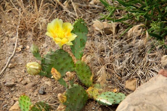cactus flower x