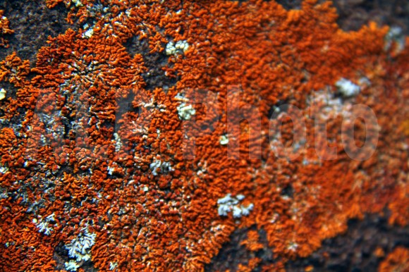 rock lichen x