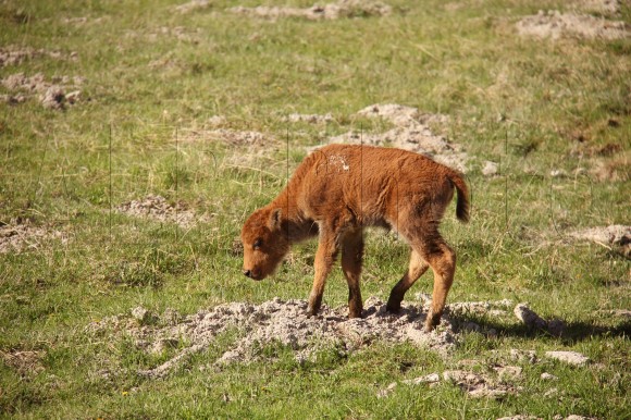 baby bison x