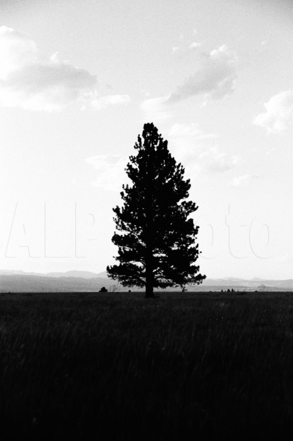 FILM-Tree Silhouette x