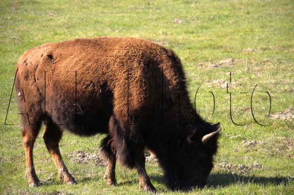 bison yellowstone x