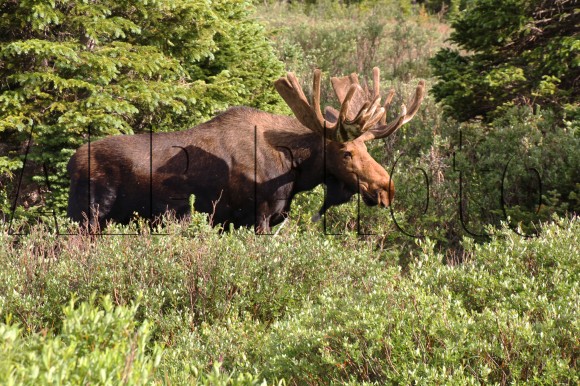 Bull Moose x
