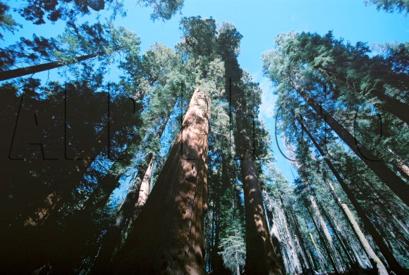 redwood forest